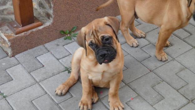 canisa vinde bullmastiff cu pedigree tip A - Pret | Preturi canisa vinde bullmastiff cu pedigree tip A