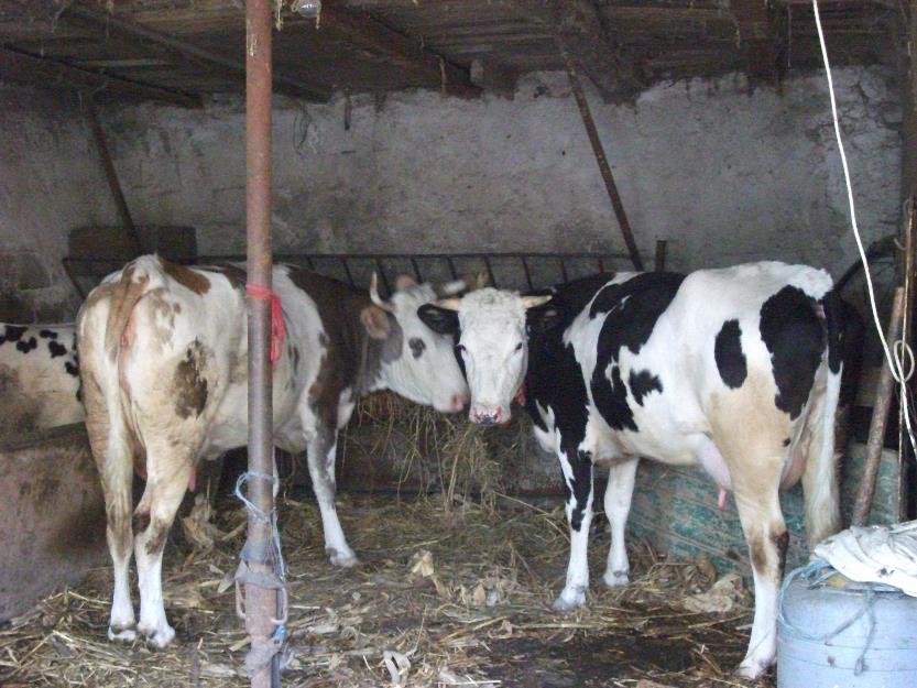 Vaca + junica - Pret | Preturi Vaca + junica