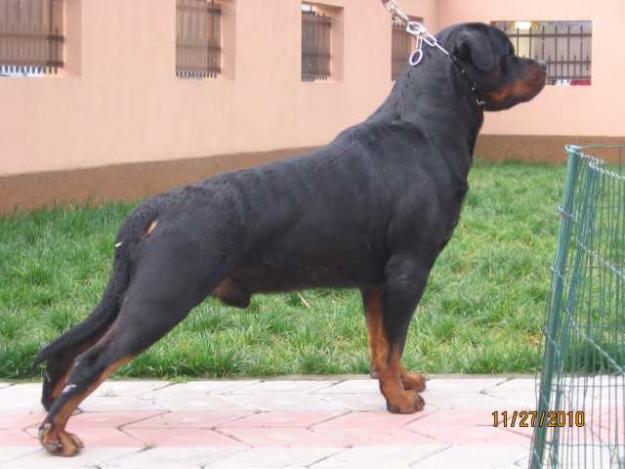 Mascul Rottweiler pentru monta - Pret | Preturi Mascul Rottweiler pentru monta