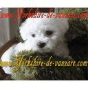 www.rasa-yorkshire-toy.ro | Bichon Frise de Vanzare - Pret | Preturi www.rasa-yorkshire-toy.ro | Bichon Frise de Vanzare