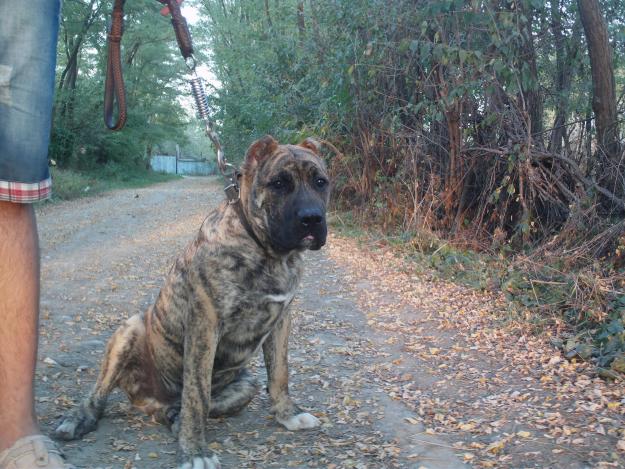 DOGO CANARIO de vanzare - Pret | Preturi DOGO CANARIO de vanzare