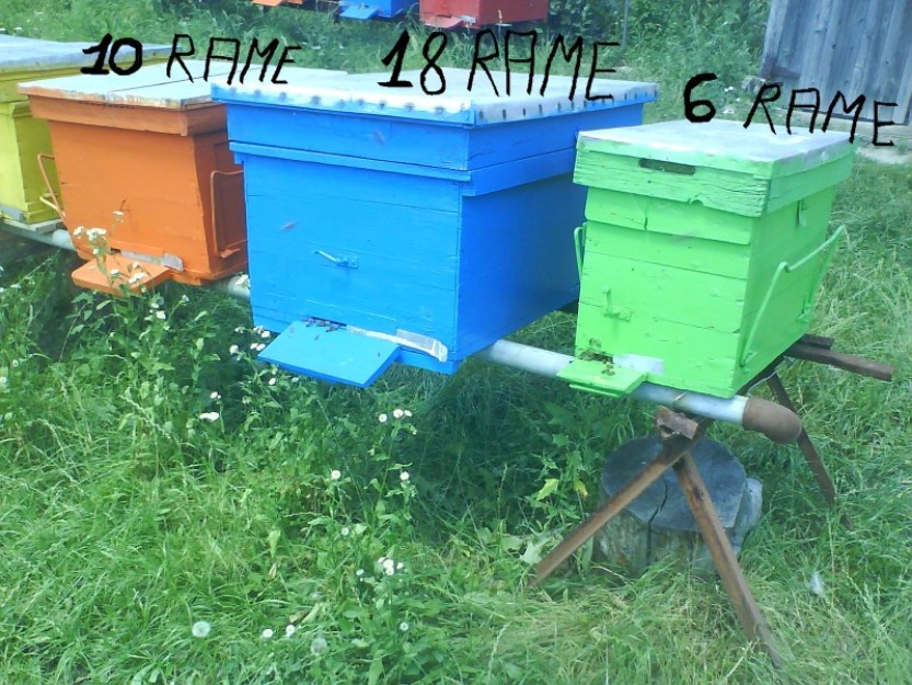 Vand familii de albine 2013, cu lazi - Pret | Preturi Vand familii de albine 2013, cu lazi