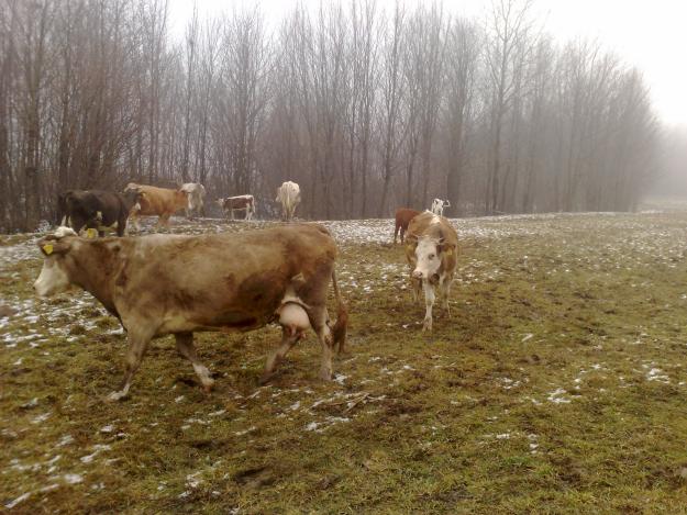 Vind vaci rasa Holstein si Baltata romaneasca - Pret | Preturi Vind vaci rasa Holstein si Baltata romaneasca