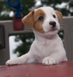 Catei de vanzare rasa Fox terrier - Pret | Preturi Catei de vanzare rasa Fox terrier