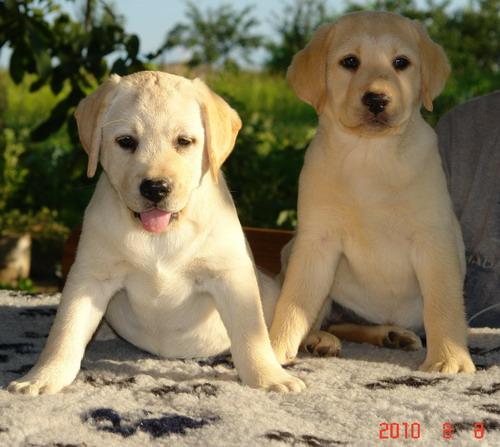 catei LABRADOR RETRIEVER cu pedigree - Pret | Preturi catei LABRADOR RETRIEVER cu pedigree