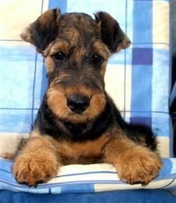Airedale Terrier - Pret | Preturi Airedale Terrier
