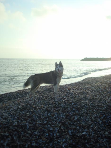 Donez Husky Siberian unui iubitor de caini - Pret | Preturi Donez Husky Siberian unui iubitor de caini