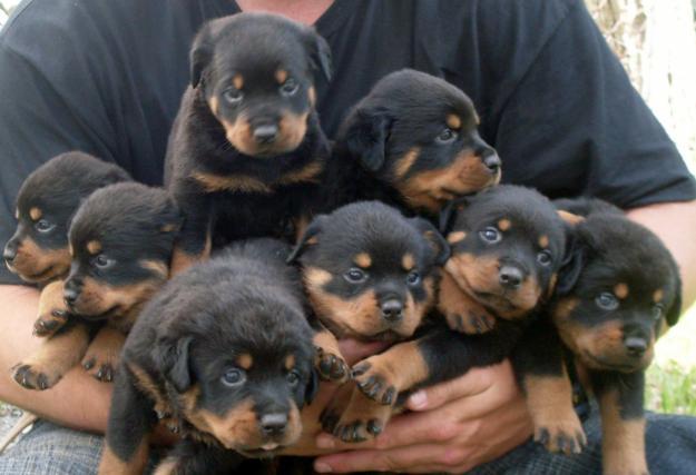 Pui Rottweiler de vanzare, rasa pura- Ofer livrare gratuita - Pret | Preturi Pui Rottweiler de vanzare, rasa pura- Ofer livrare gratuita
