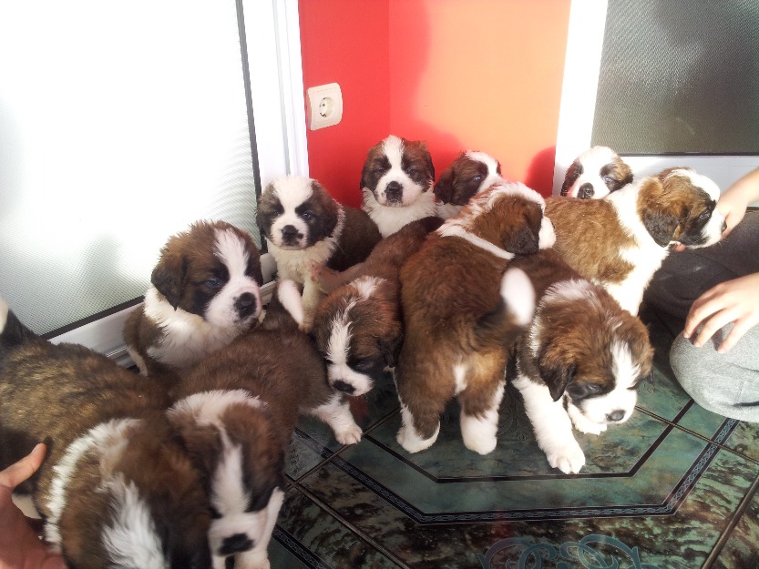 catei saint bernard superbi!!! parinti rasa pura 10000% - Pret | Preturi catei saint bernard superbi!!! parinti rasa pura 10000%