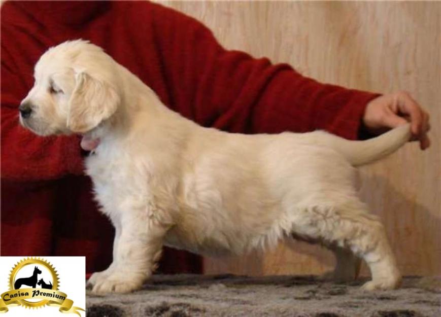 Pui Golden Retriever de vanzare - Pret | Preturi Pui Golden Retriever de vanzare