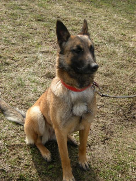 vand catea rasa ciobanesc belgian Malinois - Pret | Preturi vand catea rasa ciobanesc belgian Malinois