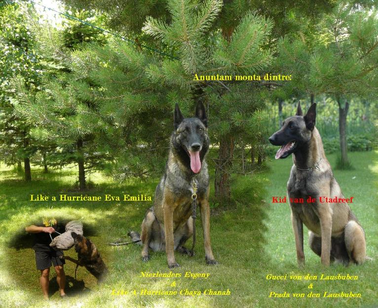 Catei Ciobanesc belgian Malinois - linii de munca - Pret | Preturi Catei Ciobanesc belgian Malinois - linii de munca