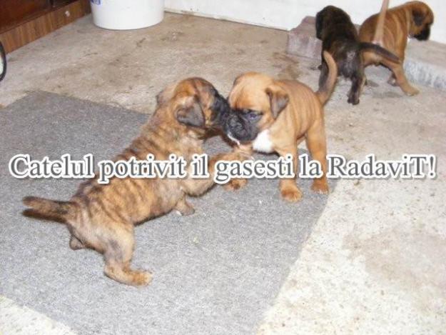  - Pret | Preturi 