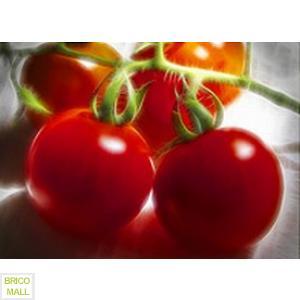 Tomate Red Tiny Tim Cherry - Pret | Preturi Tomate Red Tiny Tim Cherry