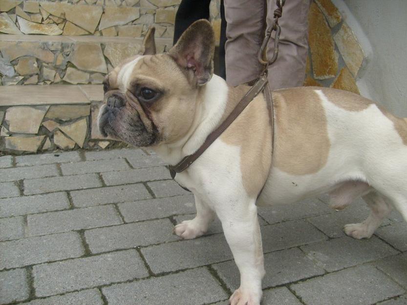 Bulldog Francez Monta - Pret | Preturi Bulldog Francez Monta