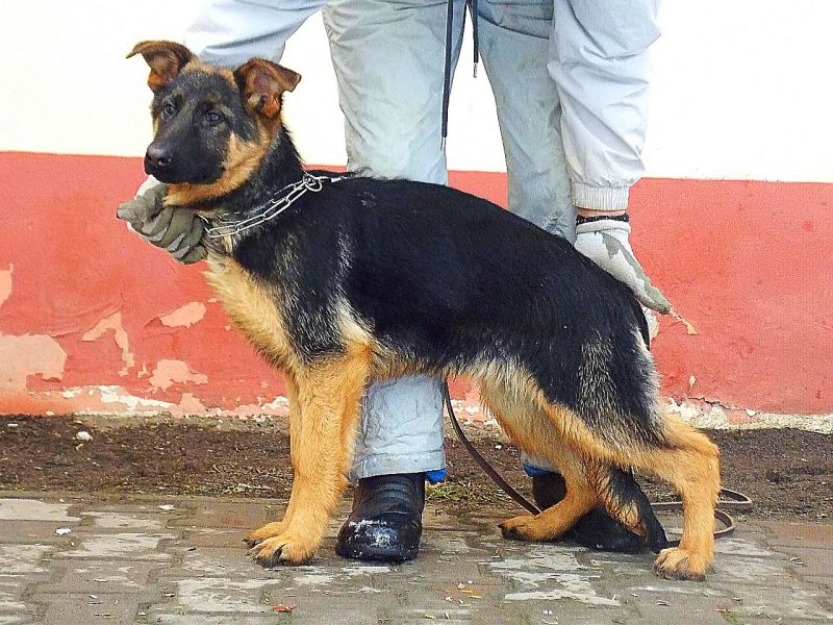 vand pui ciobanesc german cu pedigree - Pret | Preturi vand pui ciobanesc german cu pedigree