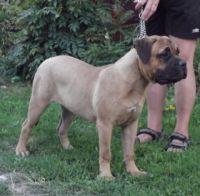 Bullmastiff - Pret | Preturi Bullmastiff