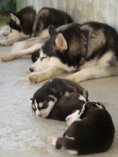 catelusi husky - Pret | Preturi catelusi husky