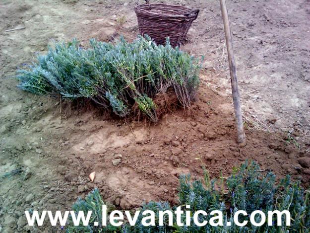 Producator- Vand butasi lavanda - Pret | Preturi Producator- Vand butasi lavanda