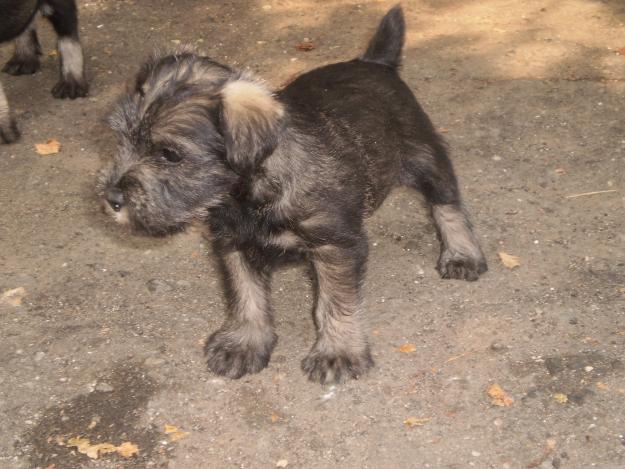 Catei Schnauzer Mijlociu - Pret | Preturi Catei Schnauzer Mijlociu