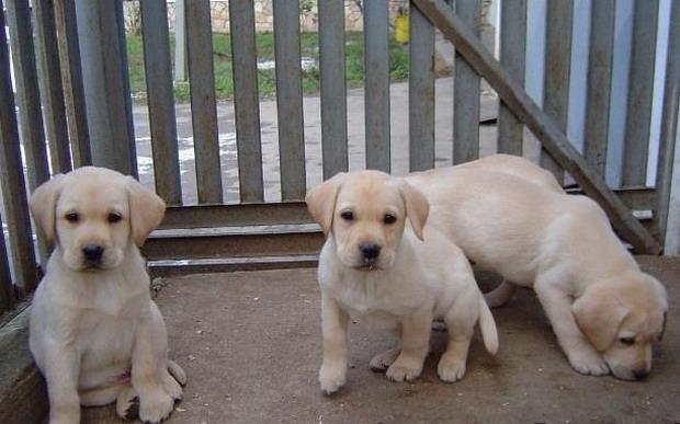 Vand catei Labrador Retriever bej si negru - Pret | Preturi Vand catei Labrador Retriever bej si negru