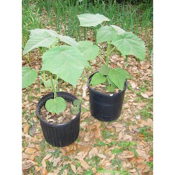 Plante Paulownia 100 bucati - Pret | Preturi Plante Paulownia 100 bucati