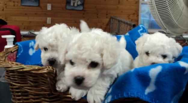 vand pui bichon frise - Pret | Preturi vand pui bichon frise