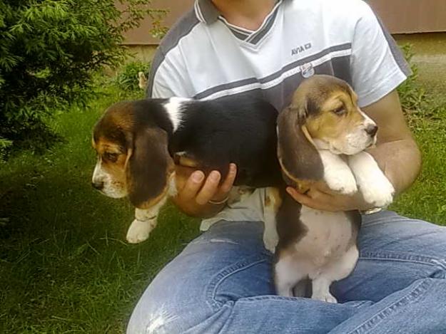 Catelusi Beagle dpe vanzare - Pret | Preturi Catelusi Beagle dpe vanzare