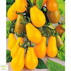Tomate Yellow Pearshaped - Pret | Preturi Tomate Yellow Pearshaped