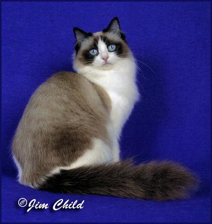 vand motanel ragdoll - Pret | Preturi vand motanel ragdoll