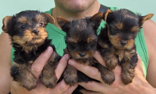 de vanzare YORKSHIRE TERRIER, pui de YORKI - Pret | Preturi de vanzare YORKSHIRE TERRIER, pui de YORKI