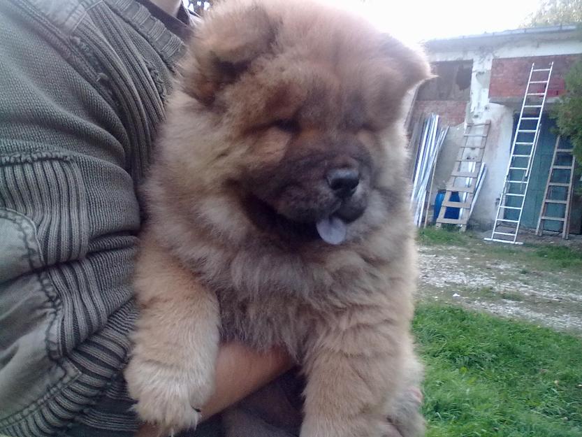 chow chow roscat exemplar de exceptie - Pret | Preturi chow chow roscat exemplar de exceptie