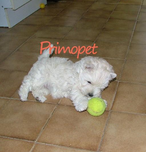 Westie de Vanzare –Primo Pet - Pret | Preturi Westie de Vanzare –Primo Pet