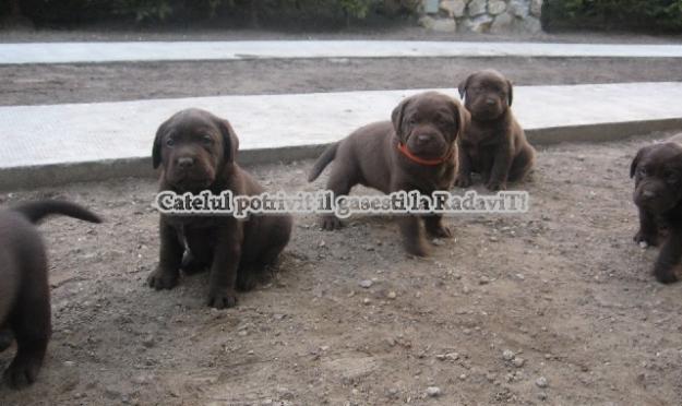 Labrador - catei de rasa pura,transport de Craciun - Pret | Preturi Labrador - catei de rasa pura,transport de Craciun