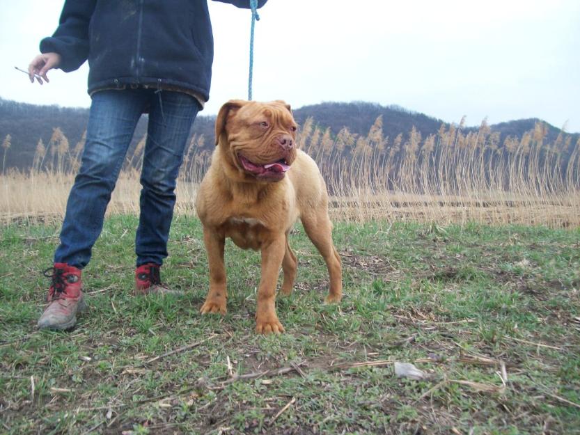 dog de bordeaux - Pret | Preturi dog de bordeaux