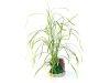 Plante Sydeco Jar Plant 35cm 350144 - Pret | Preturi Plante Sydeco Jar Plant 35cm 350144