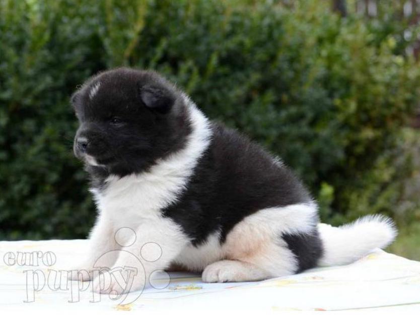 Vand catei rasa pura Akita American si Inu cu pedigree - Pret | Preturi Vand catei rasa pura Akita American si Inu cu pedigree