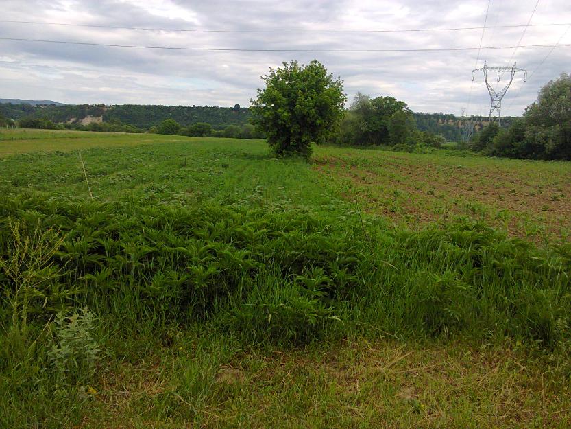 vand teren intravilan in onesti - Pret | Preturi vand teren intravilan in onesti