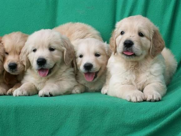 Catelusi Golden Retriever - Pret | Preturi Catelusi Golden Retriever