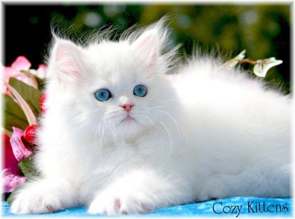 cumpar pisica persana/angora/birmaneza - Pret | Preturi cumpar pisica persana/angora/birmaneza