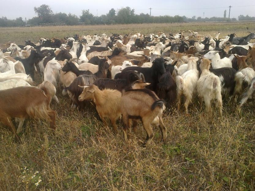 Vand capre carpatine toate gestante - Pret | Preturi Vand capre carpatine toate gestante