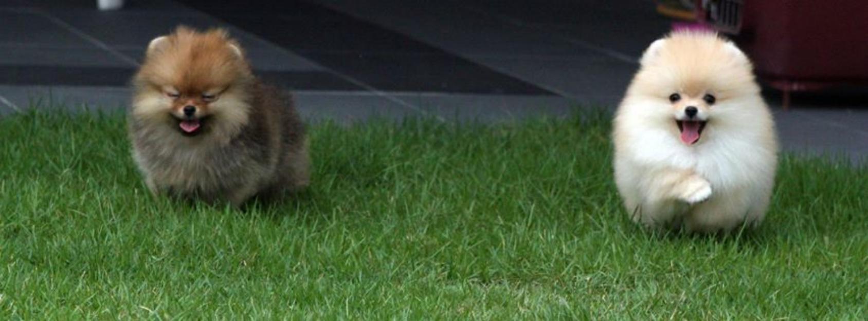 Pui Pomeranian de vanzare, rasa pura- Ofer livrare gratuita - Pret | Preturi Pui Pomeranian de vanzare, rasa pura- Ofer livrare gratuita
