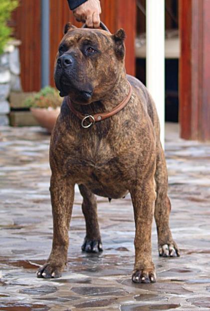 Vand pui Perro de presa canario - Pret | Preturi Vand pui Perro de presa canario