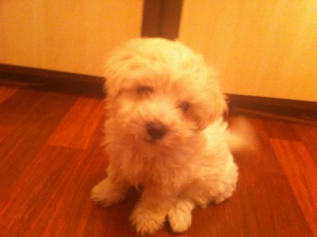 Bichon malteze fetita 1 luna si o saptamana - Pret | Preturi Bichon malteze fetita 1 luna si o saptamana