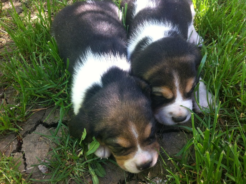 super catelusi beagle tricolor - Pret | Preturi super catelusi beagle tricolor