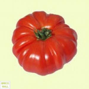 Tomate Marmande - Pret | Preturi Tomate Marmande