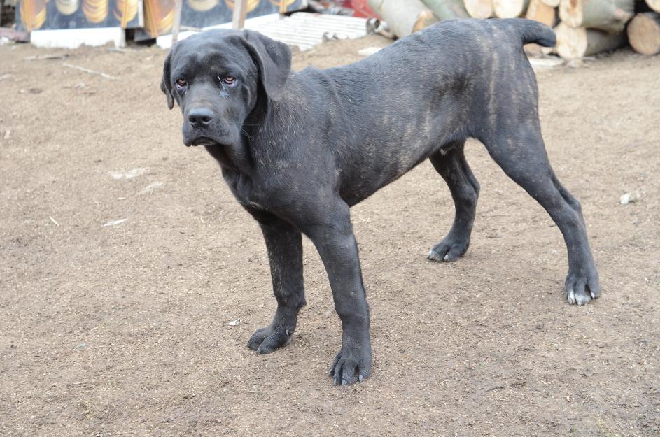 vand pui cane corso - Pret | Preturi vand pui cane corso