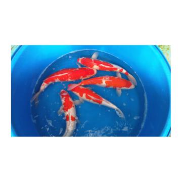 Crapi koi - Pret | Preturi Crapi koi