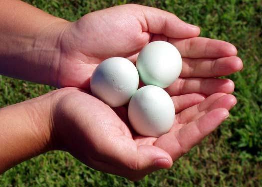 Vand oua de casa, oua de consum, oua de prepelita, oaua fara colesterol - Pret | Preturi Vand oua de casa, oua de consum, oua de prepelita, oaua fara colesterol