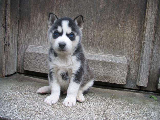 Pui husky siberian in SIBIU - Pret | Preturi Pui husky siberian in SIBIU